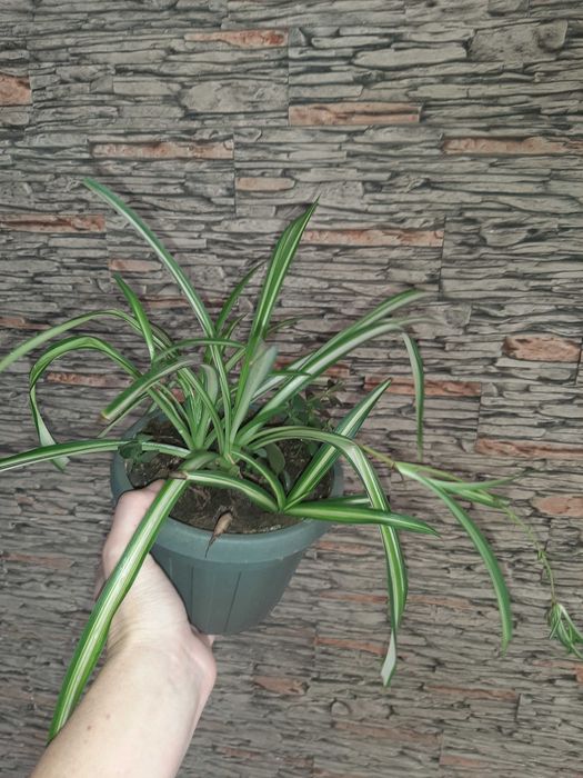 Цветы хлорофитум