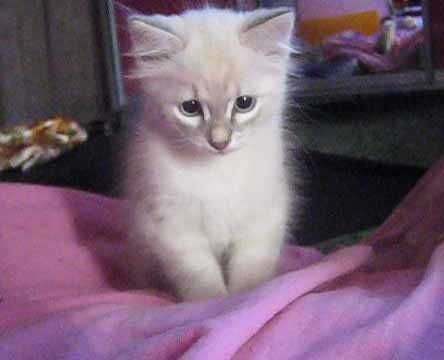 Порода: Невская Маскарадная, окрас Silver Point.