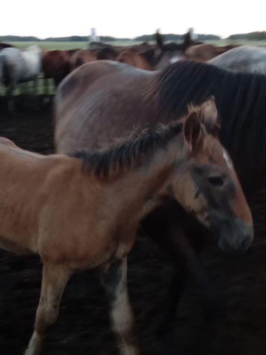 Продам кобылу или обменяю.