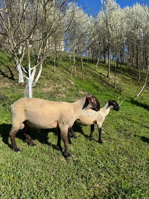 De vanzare un berbecuti suffolk