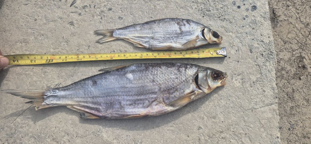 Кепкен балық, Вяланая рыба