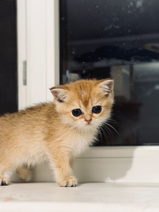 Котенок золотая шиншилла