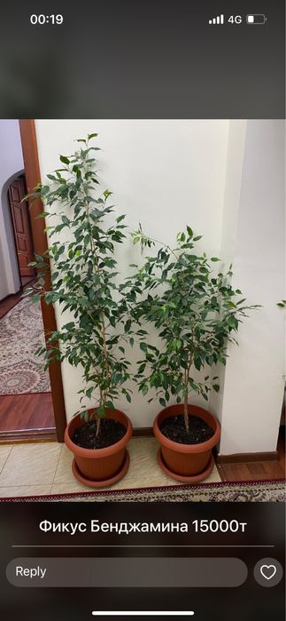 Фикус Бенджамина