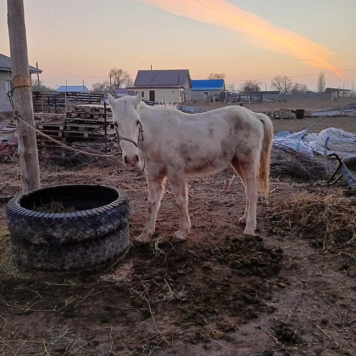 Кунан жылкы тай еркек