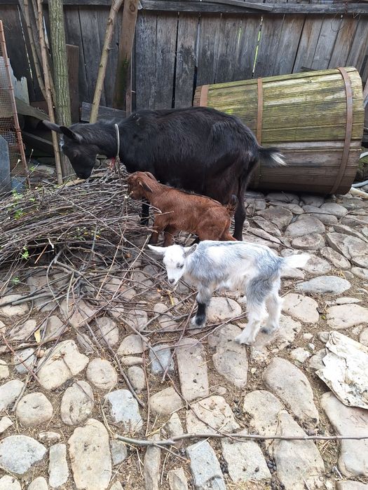 Vând capră alpina franceza