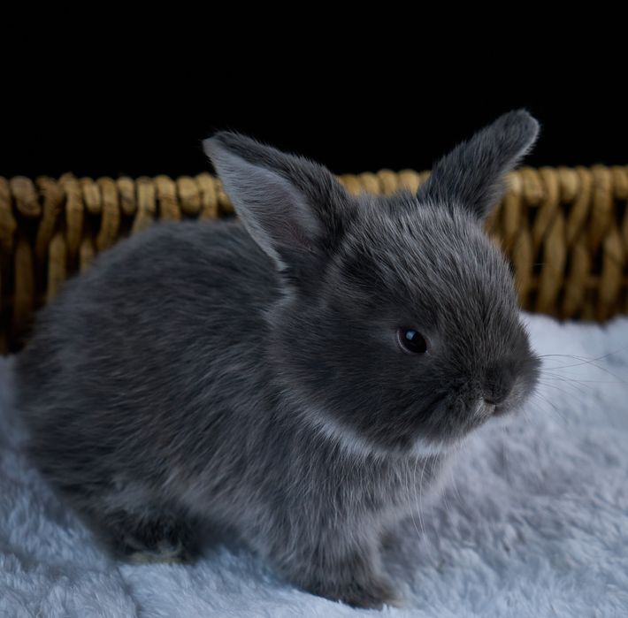 Продам декоративных кроликов.