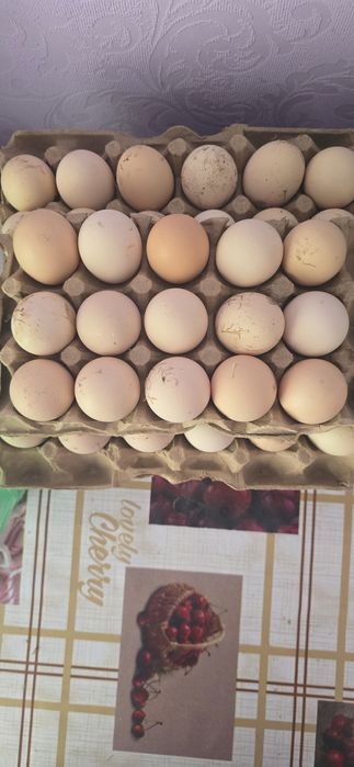 Кора Шахзода Тухумлари