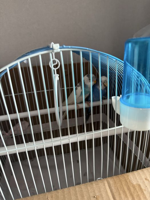 Продам пара попугай