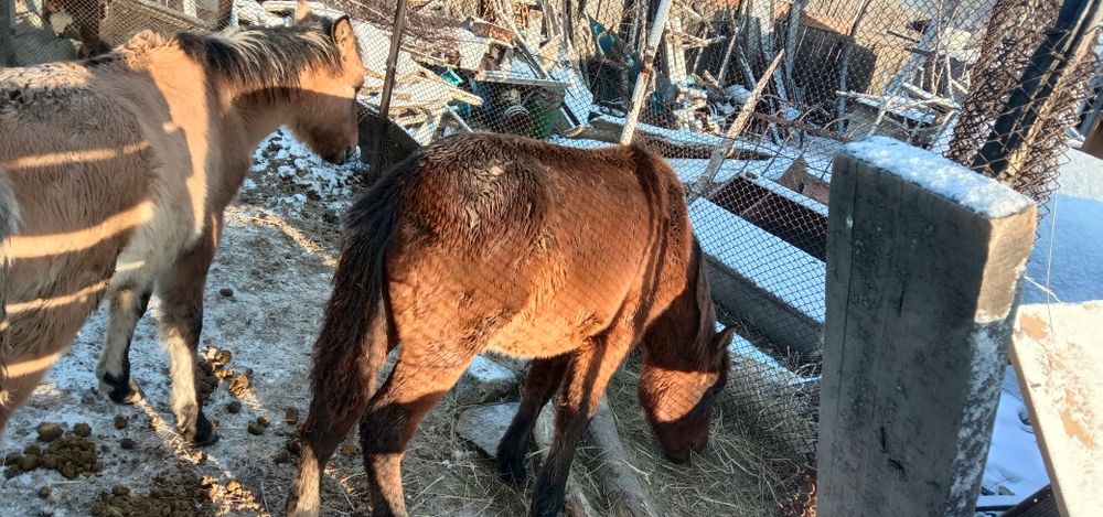 Продам жабағы в семее