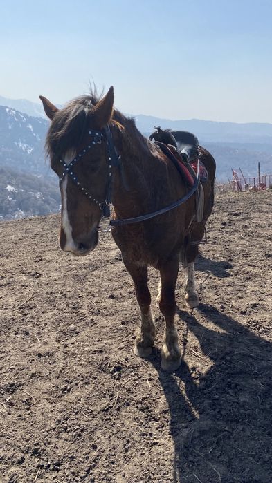 Айгыр жеребец ат лошадь