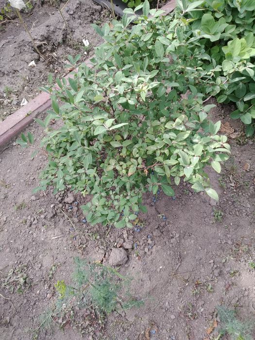 Крыжовник без колючек,жимолость