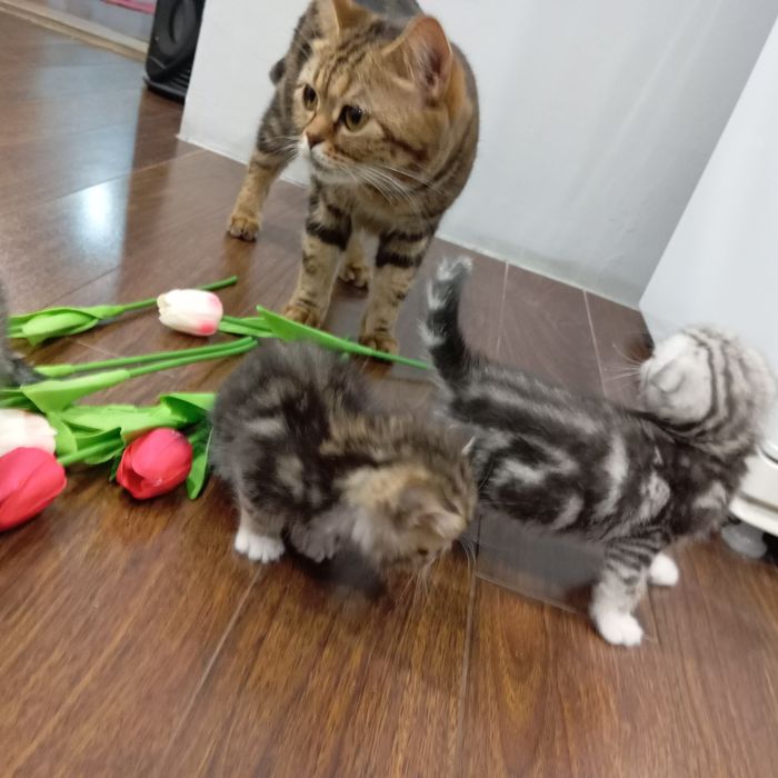 Продам котят по 10 тыс тг