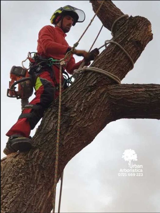 Doborare Taiere Defrisare Copaci Arbori Pomi Buftea