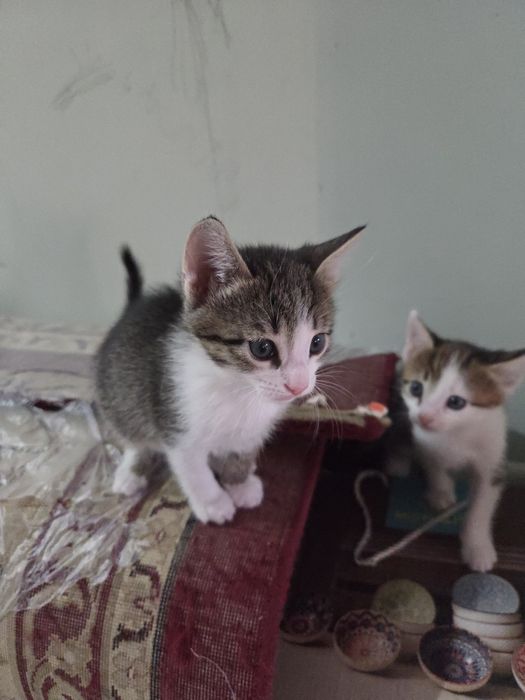 отдаем котят в добрые руки