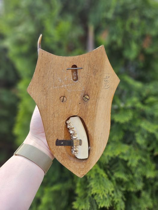 Трофей от муфлон