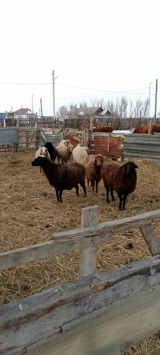 Продам баранов,қой.