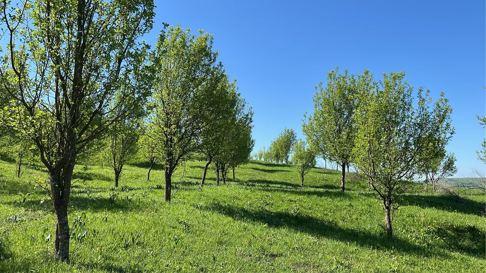 Teren extravilan/livadă tanara