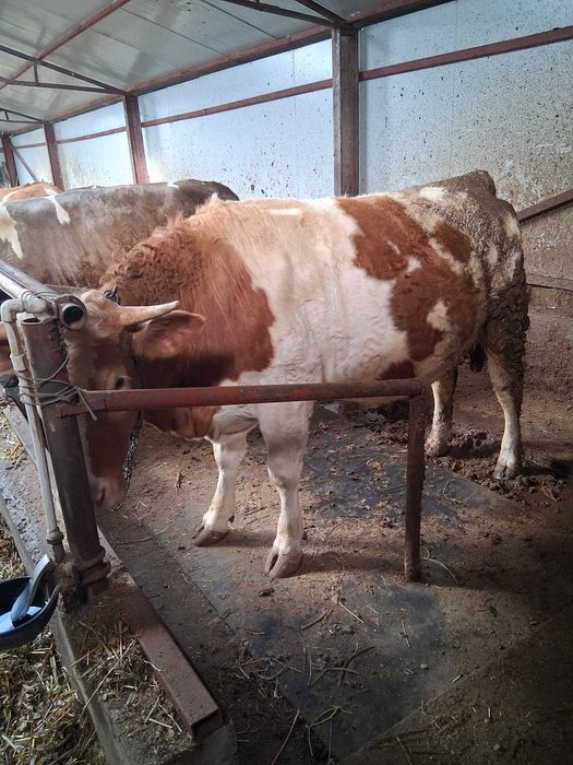 Vand junele gestante