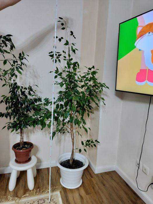 Продается Фикус Бенджамин