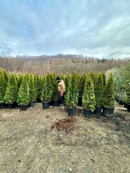 Plante Decorative Viguroase – Verificare Video și Montaj pe Loc