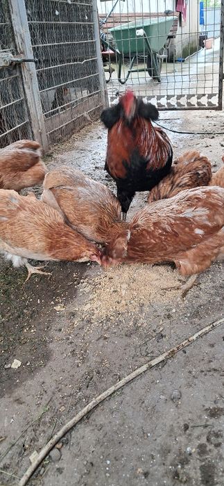 Gaini araucana Onești
