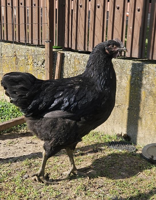 Cocosi de australorp - jersey