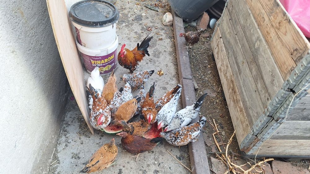 Vând găini si cocosi iopan