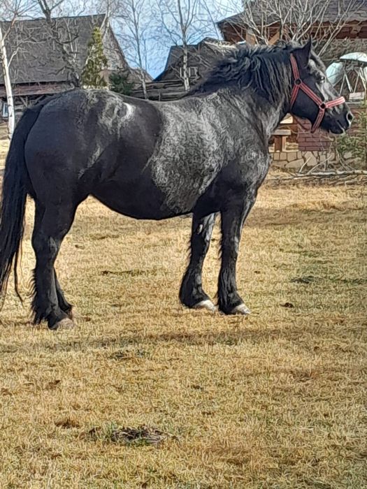 Vând iapa foarte cuminte