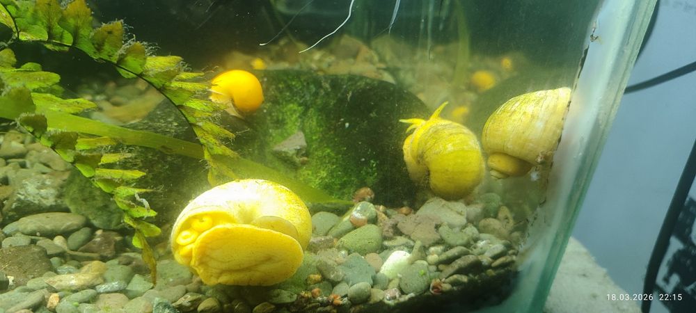 Улитки аквариумные.