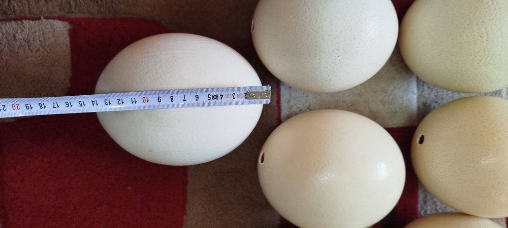 Coji de ouă de struți