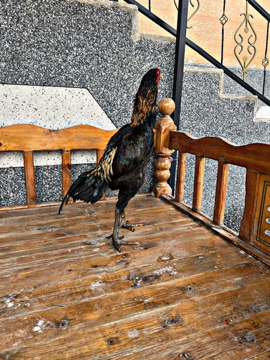 ganoy miks kunda joja sotuvda