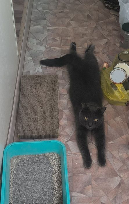 Отдадим кота в добрые руки