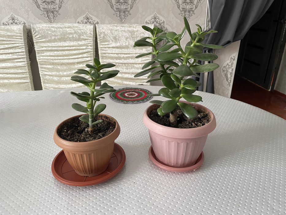 Продается цветы домашние