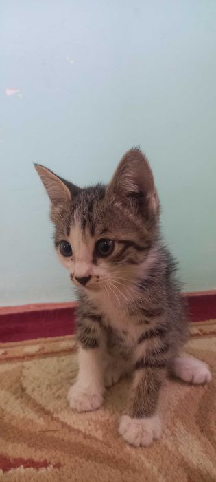 Отдам котят. Мушукчалар