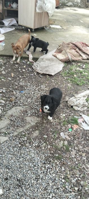 Отдам а хорошие руки