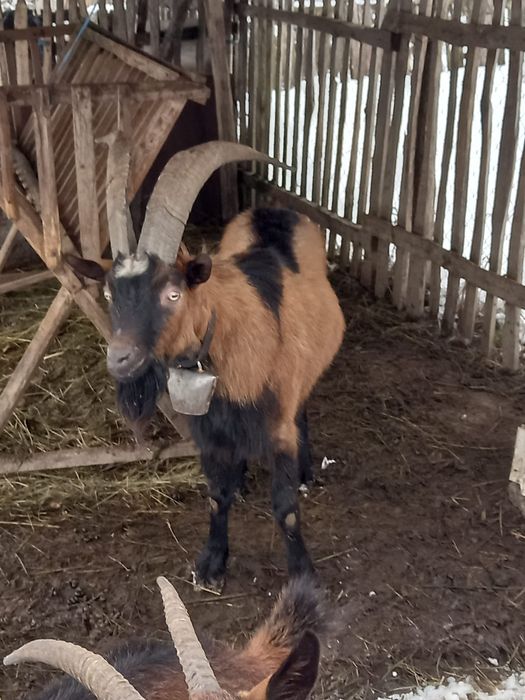 Vand țap de origine alpină