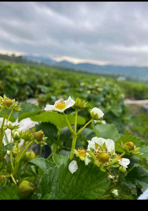Качествен разсад ягоди