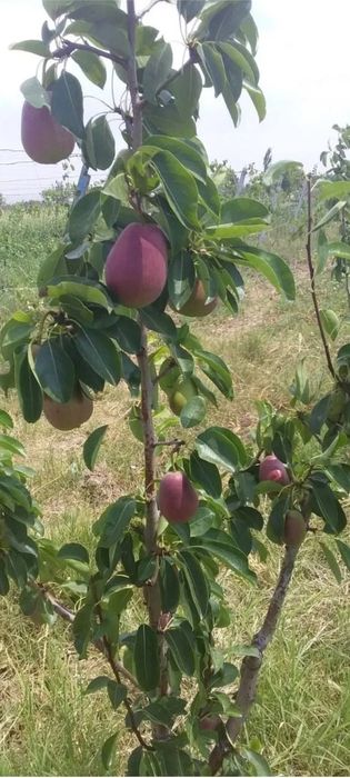 Mevali koʼchatlar:Sikna gilos, danoksiz anor, avtar uzum koʼchatlari