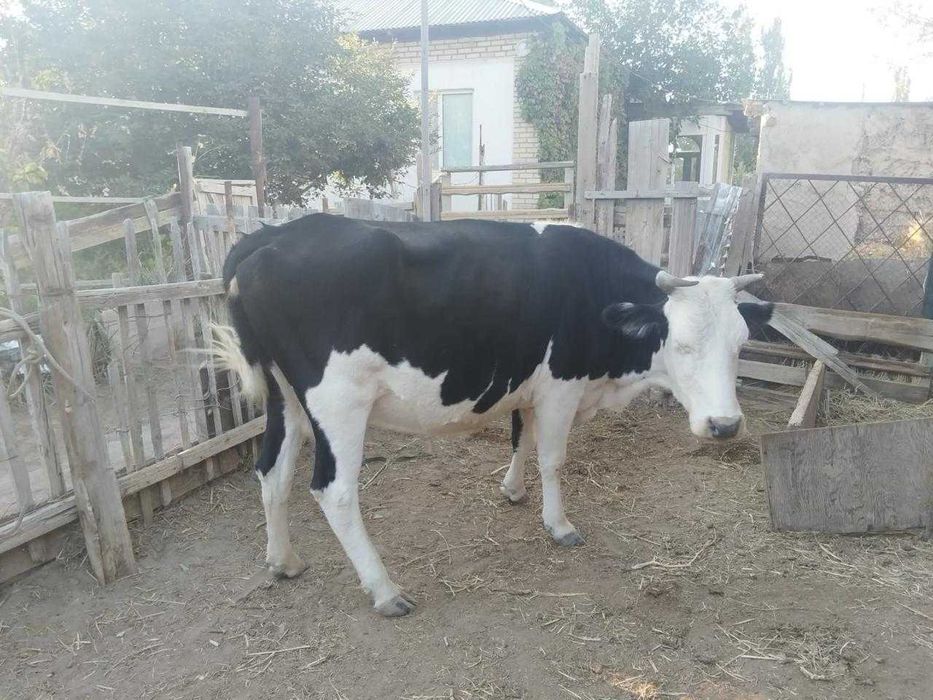 Крупный рогатый скот