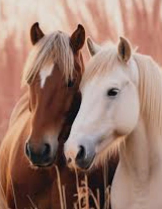 Две Кобылы 4 лет