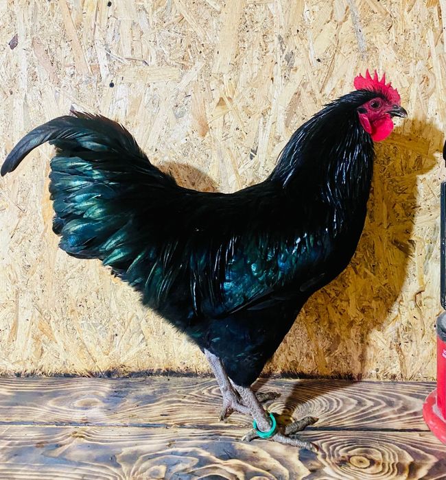 Cocoșii austrolop de 6 luni