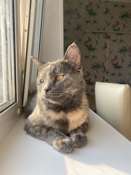 Кошка в поисках дома