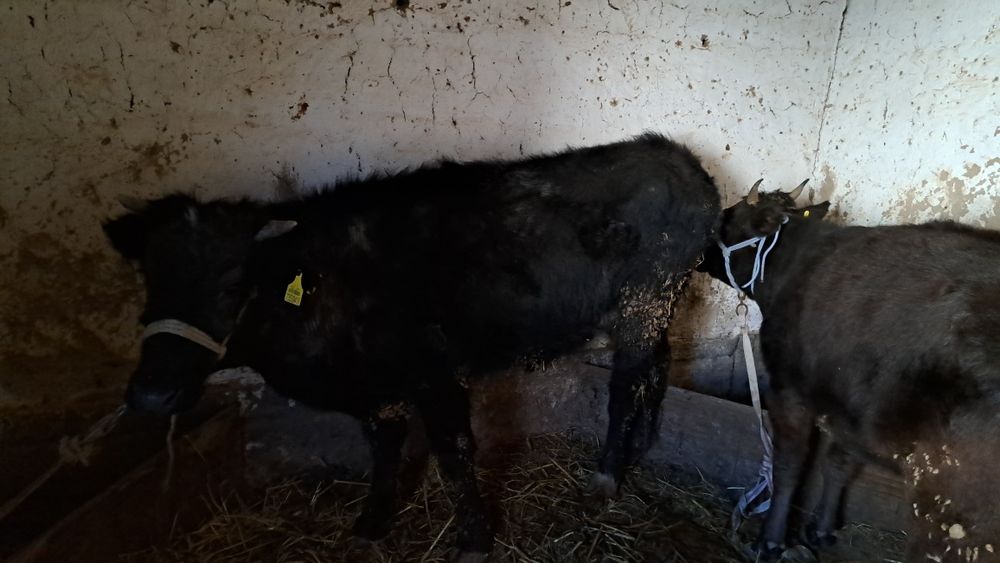 Семіз қашарлар бар.