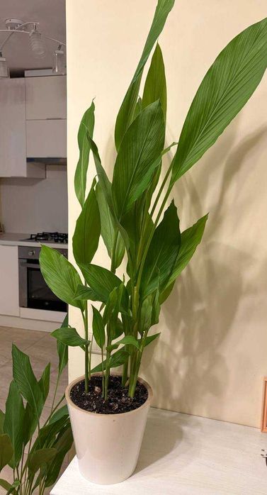 Куркума растение