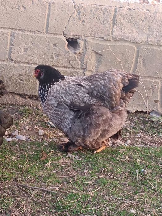 Брама тауықтар сатылады