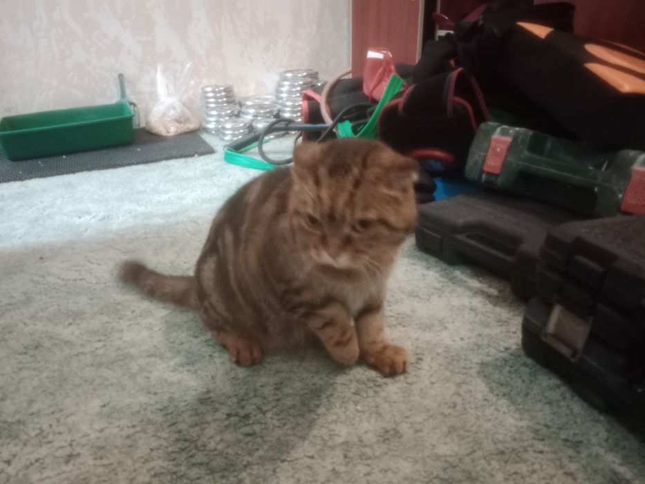 Кот Шотландский 5 лет