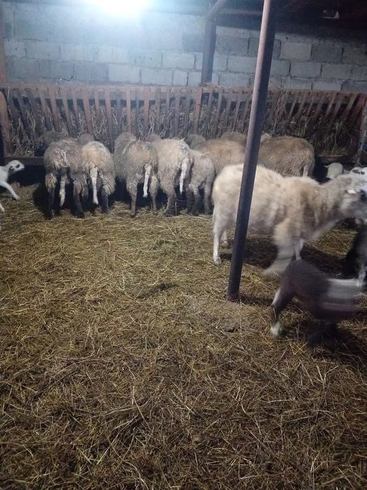 Vand oi cu miel lângă ele