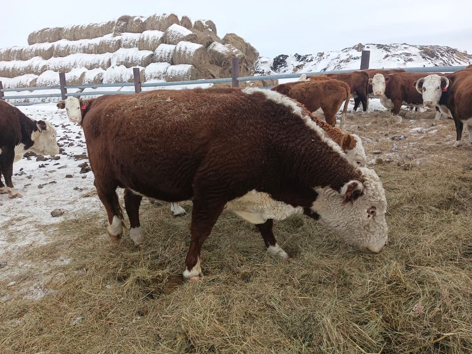 Продам бык 3 года