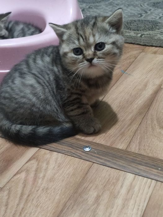 Британские котята