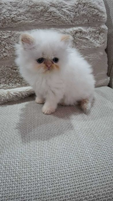 Персийско котенце